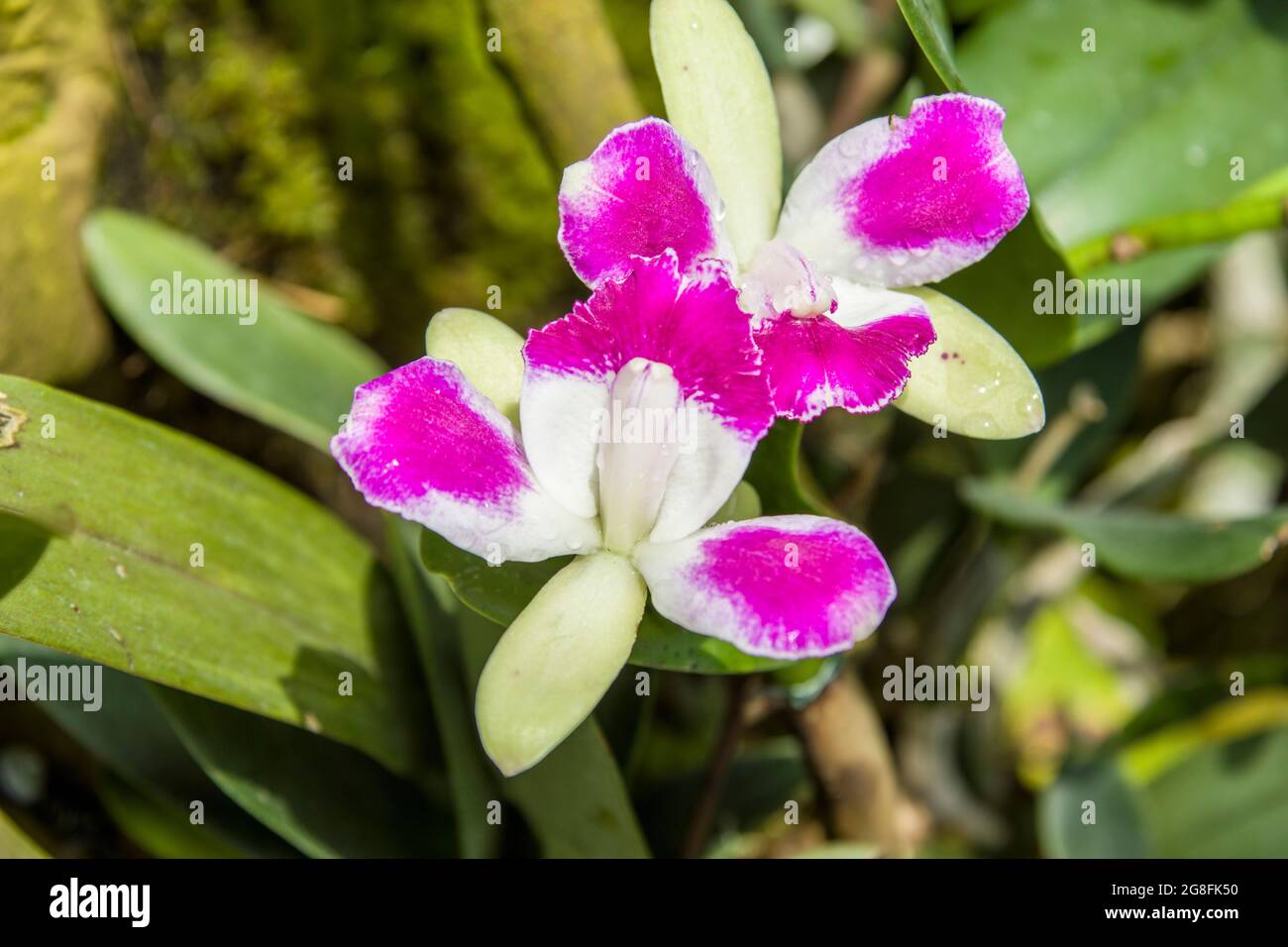 Cattleya Yen Corona has often been called the Queen of Orchids. With proper care, a Cattleya plant can be grown on indefinitely and can be flowered Stock Photo