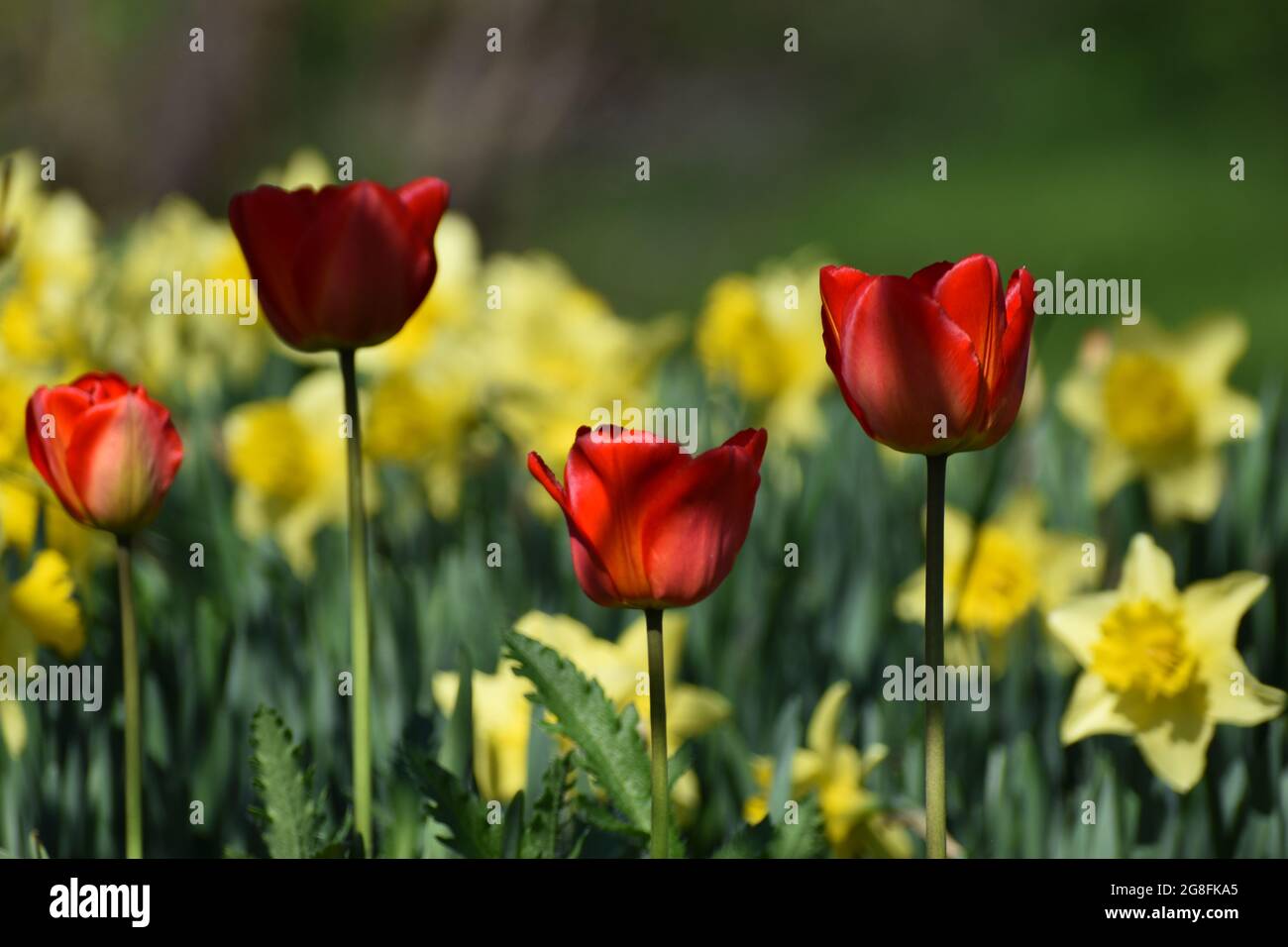 Tulip flowers and daffodils in the garden Stock Photo - Alamy