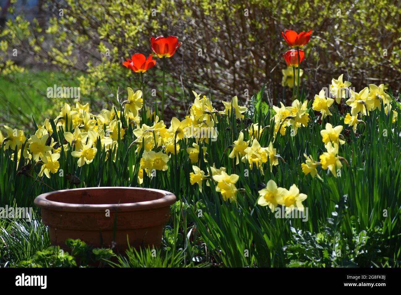 Tulip flowers and daffodils in the garden Stock Photo Alamy