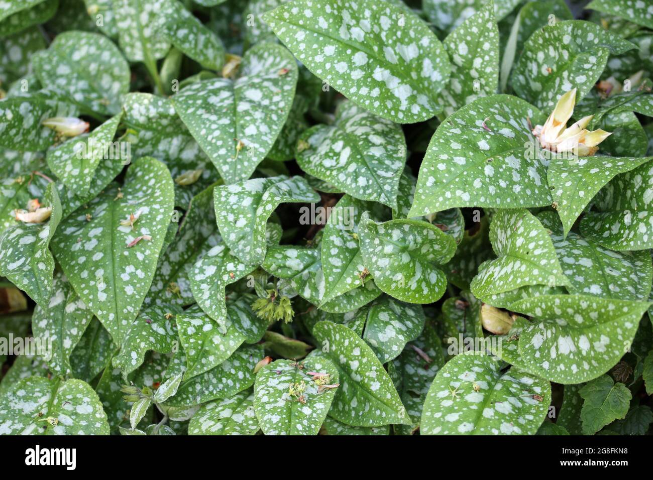 Spotted leaves of lungwort, Pulmonaria angustifolia variety Hazel Kayes Red, in close up with no background. Stock Photo