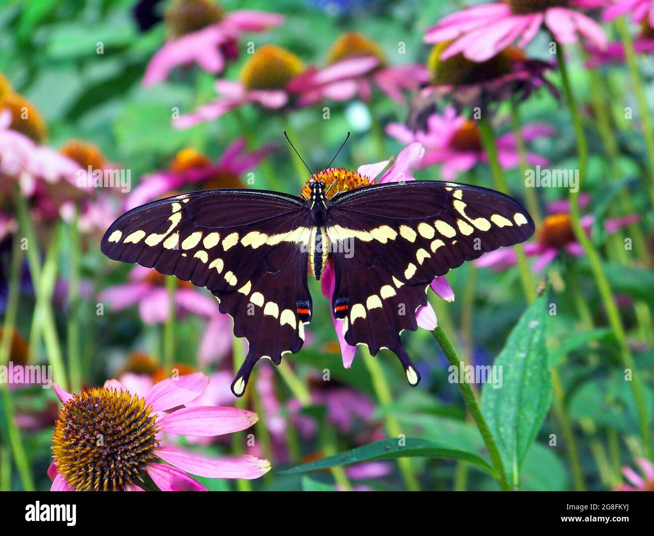 Butterflies of the world Stock Photo Alamy
