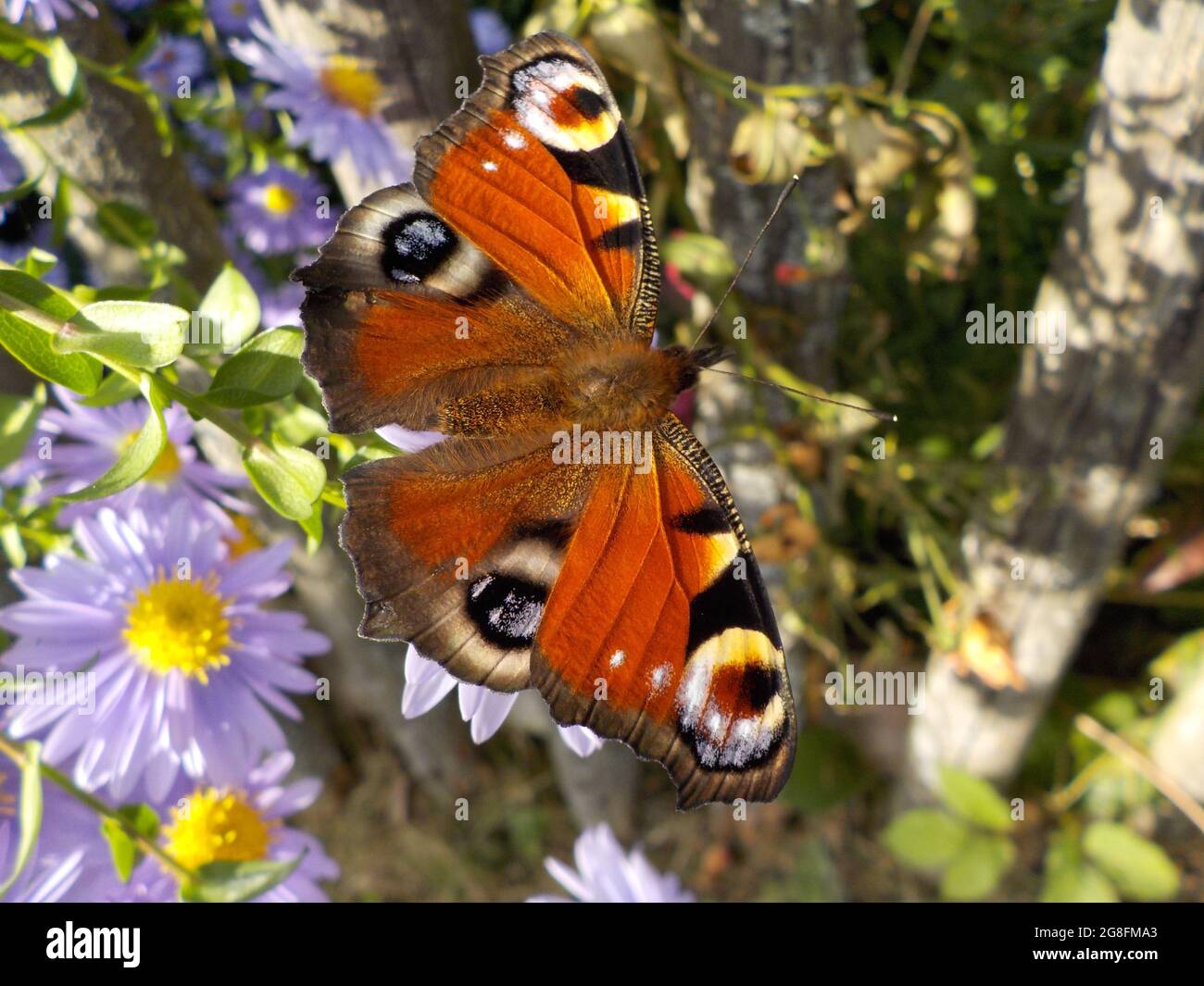 Butterflies of the world Stock Photo