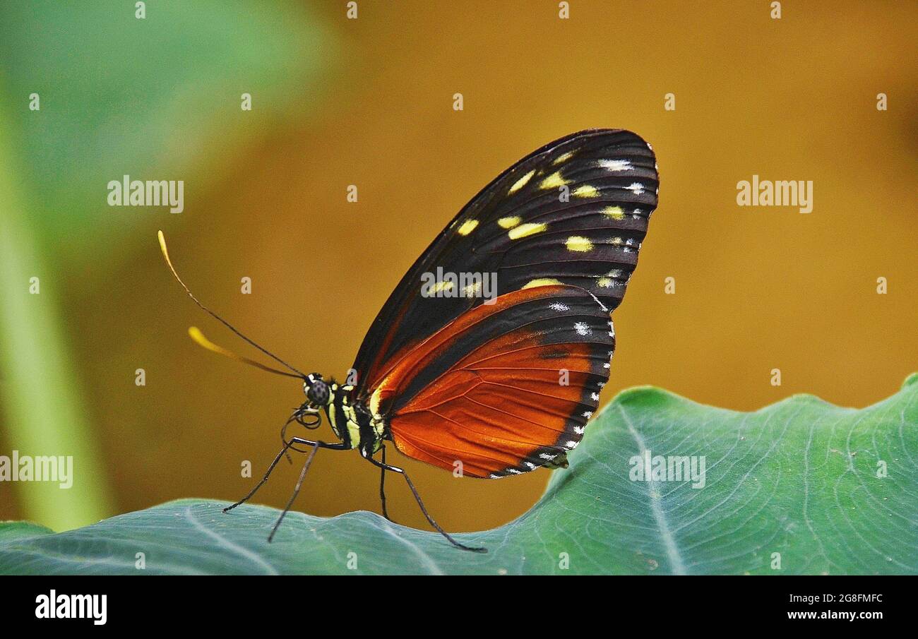 Butterflies of the world Stock Photo Alamy