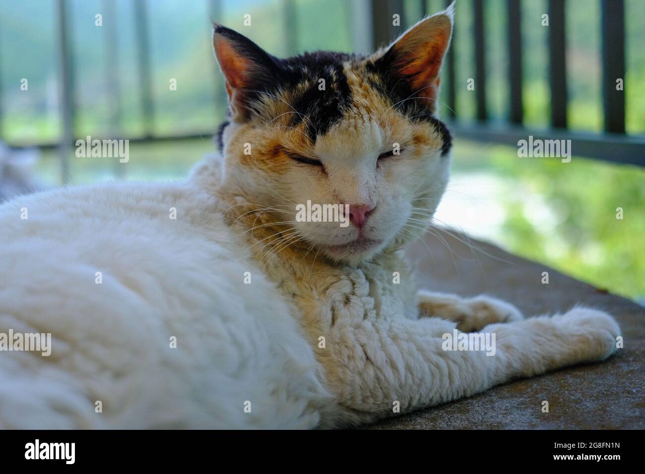 Cat on balcony hi-res stock photography and images - Alamy