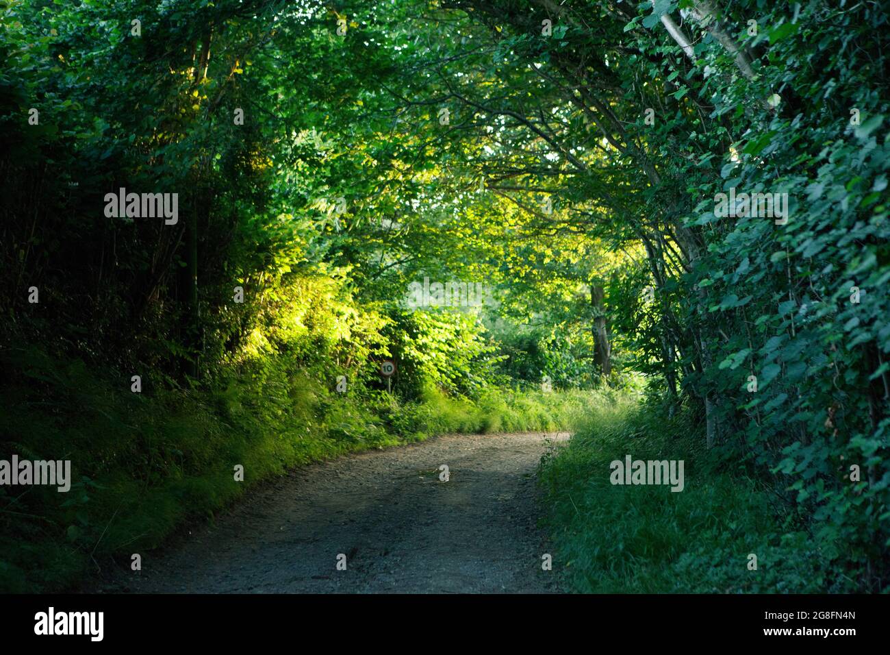 Hugget's Farm, East Sussex, UK, 16 July 2021: A 'green tunnel' of trees over a lane in the East Sussex countryside. A speed limit sign warns traffic t Stock Photo