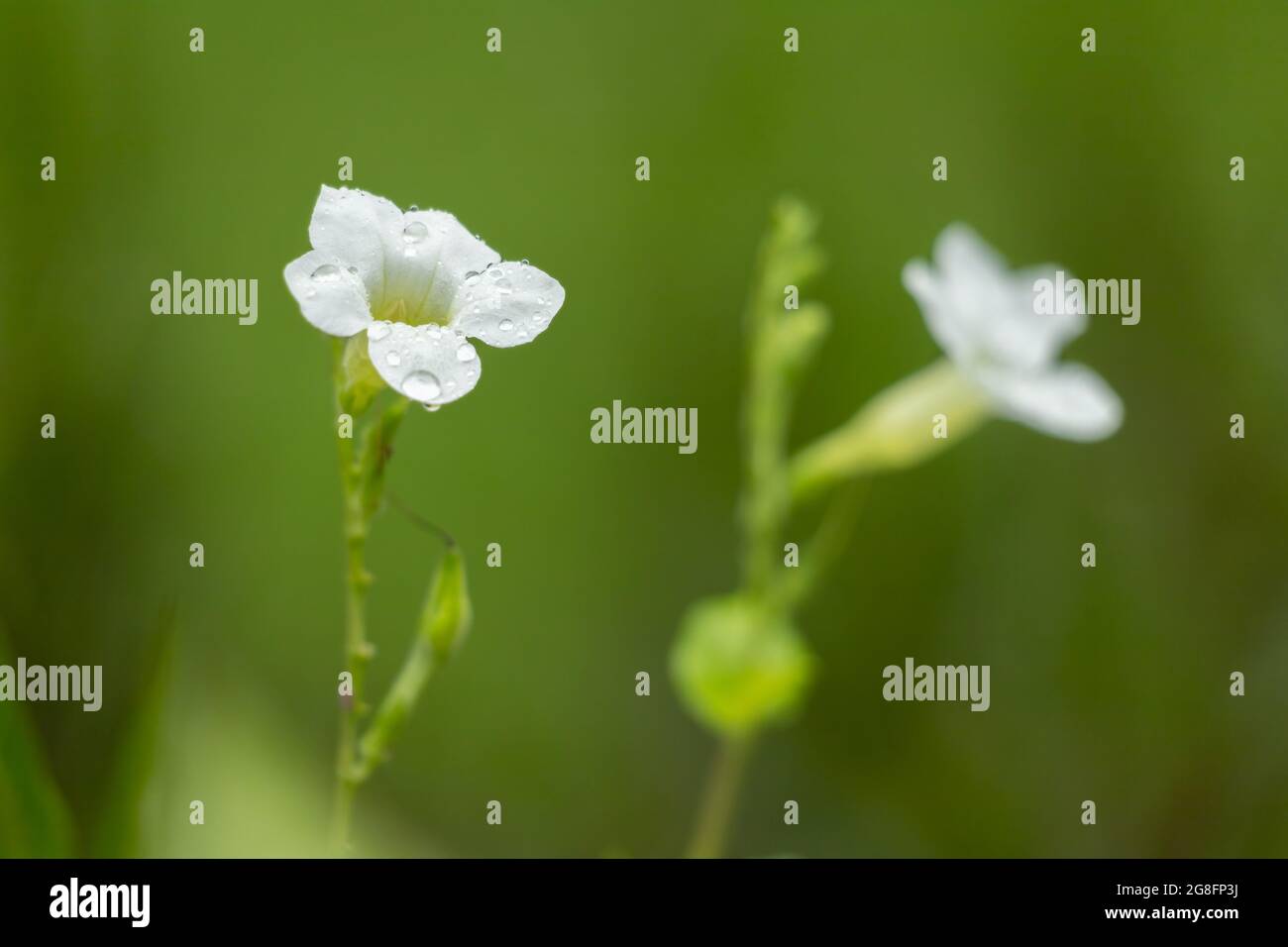 Beautiful white color Gratiola officinalis flower. Stock Photo