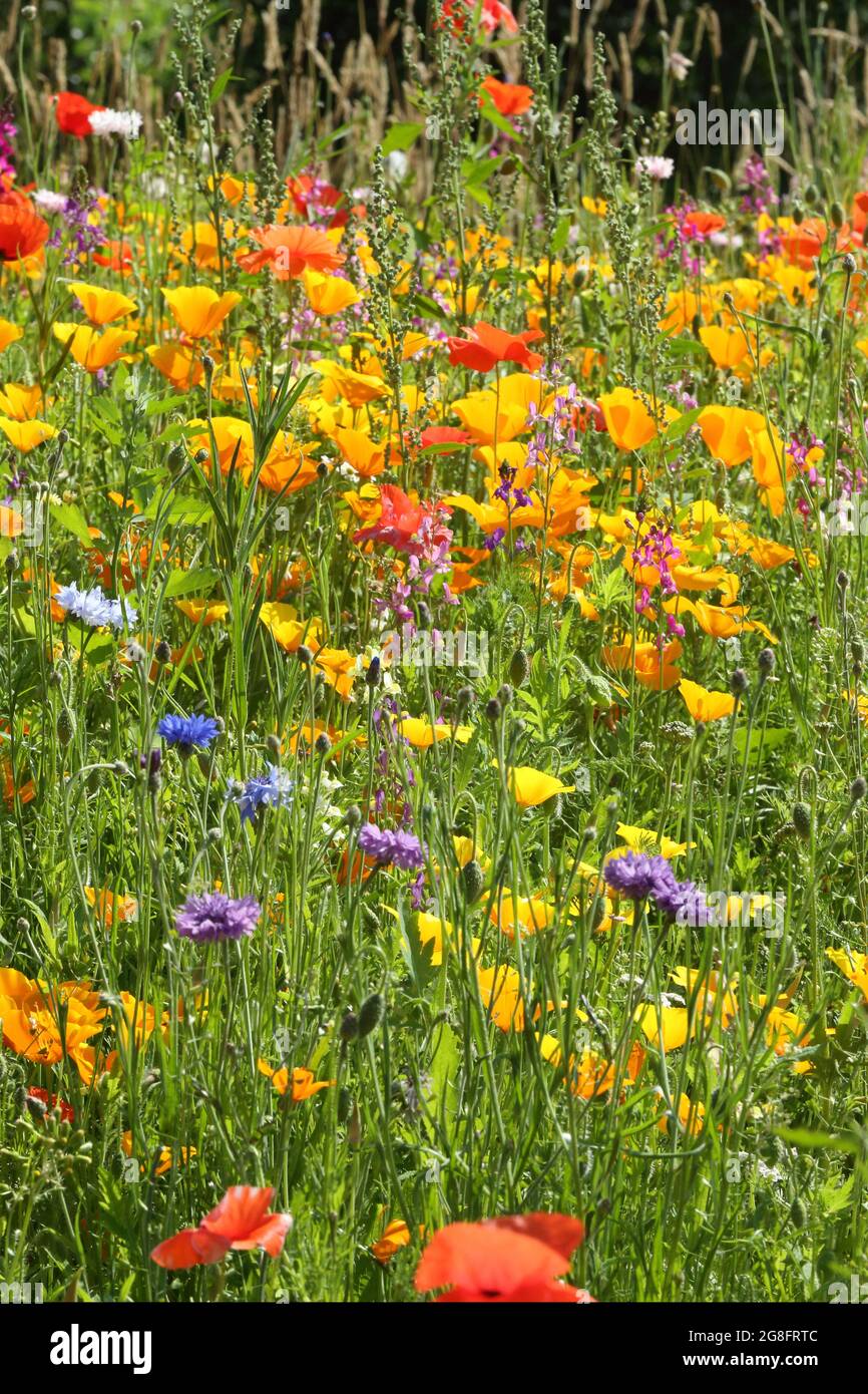 Roadside Verge Flower High Resolution Stock Photography and Images - Alamy