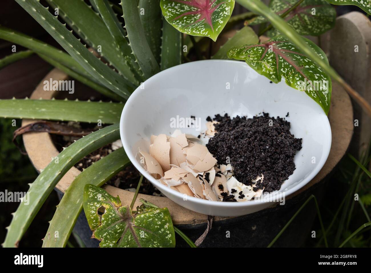 Crushed egg shell and spent coffee grounds in bowl against plants
