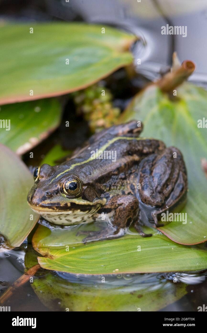 Northern Pool Frog (Pelophylax lessonae) introduced Thompson Water NWT Norfolk UK Stock Photo