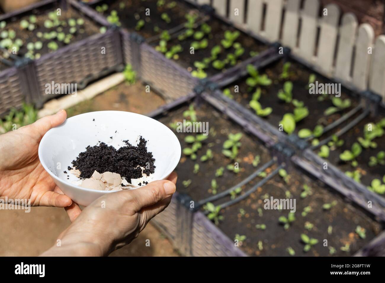 Hand holding crushed egg shell and spent coffee grounds in bowl