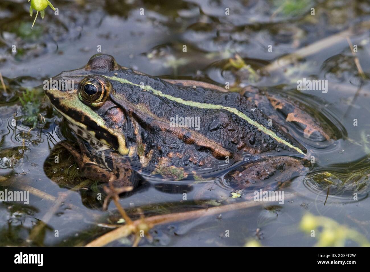 Northern Pool Frog (Pelophylax lessonae) introduced Thompson Water NWT Norfolk UK Stock Photo