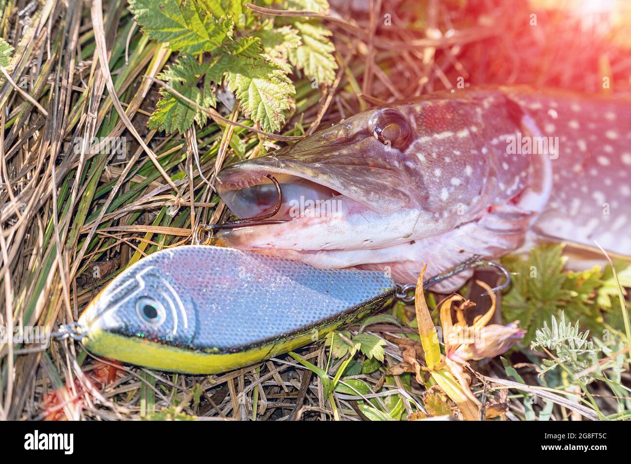 Pike on grass with bait in mouth of sunlight. Jerkbait Stock Photo