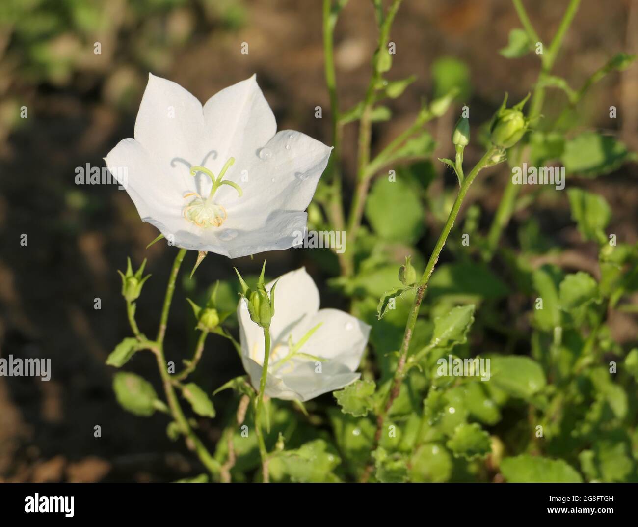 Close-up of the white flowers of Campanula carpatica 'White Clips' (Carpathian Bellflower). Off-center; copy space to the right. Stock Photo