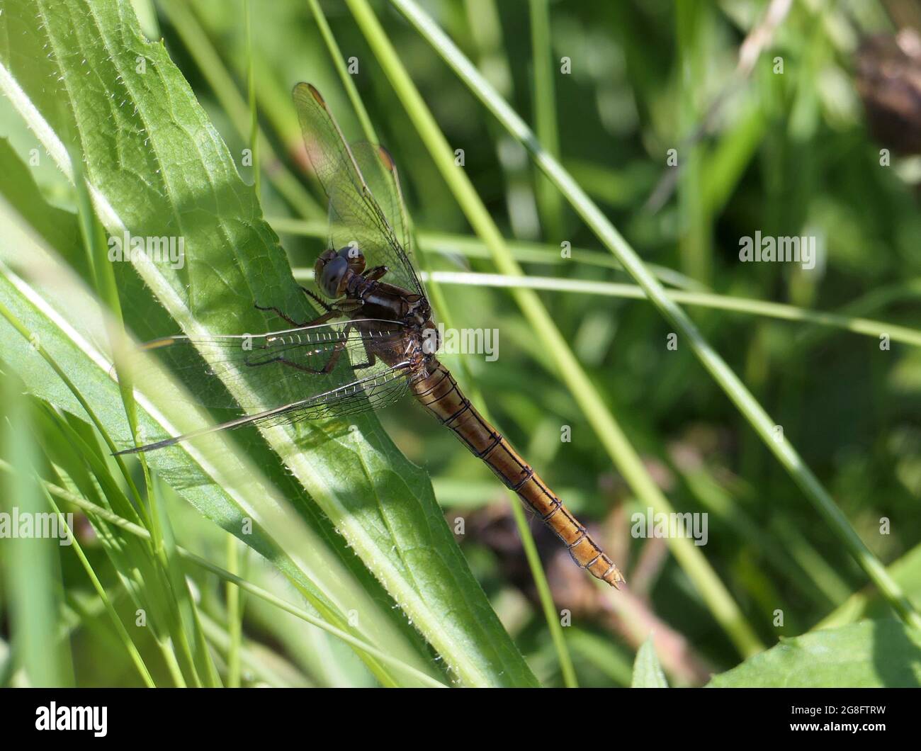Brown Abdomen Hi res Stock Photography And Images Alamy Brown Abdomen Hi res Stock Photography And Images Alamy