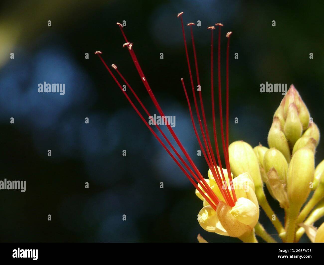 Bird of Paradise bush (Caesalpinia gilliesii) at Botanic Garden Tenerife, Spain Stock Photo