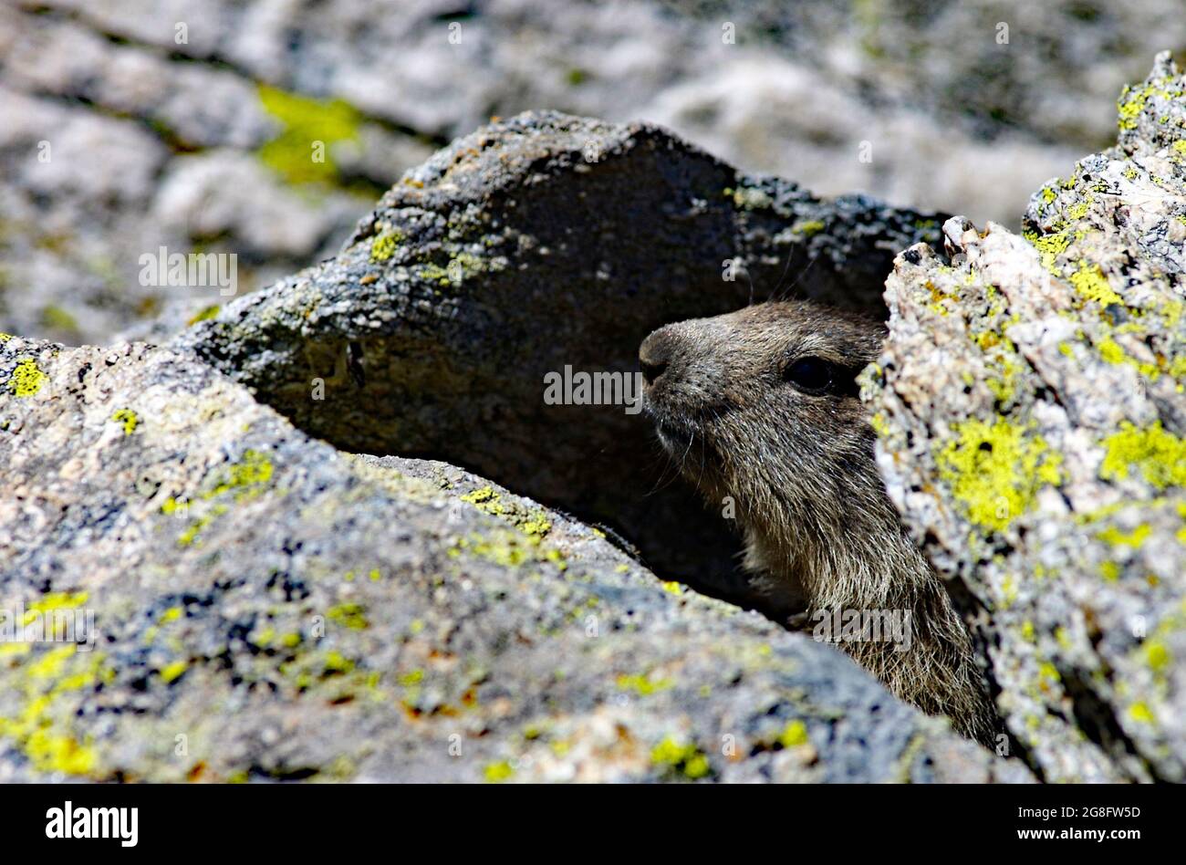 Marmotta, Parco Nazionale del Gran Paradiso, Italia Stock Photo