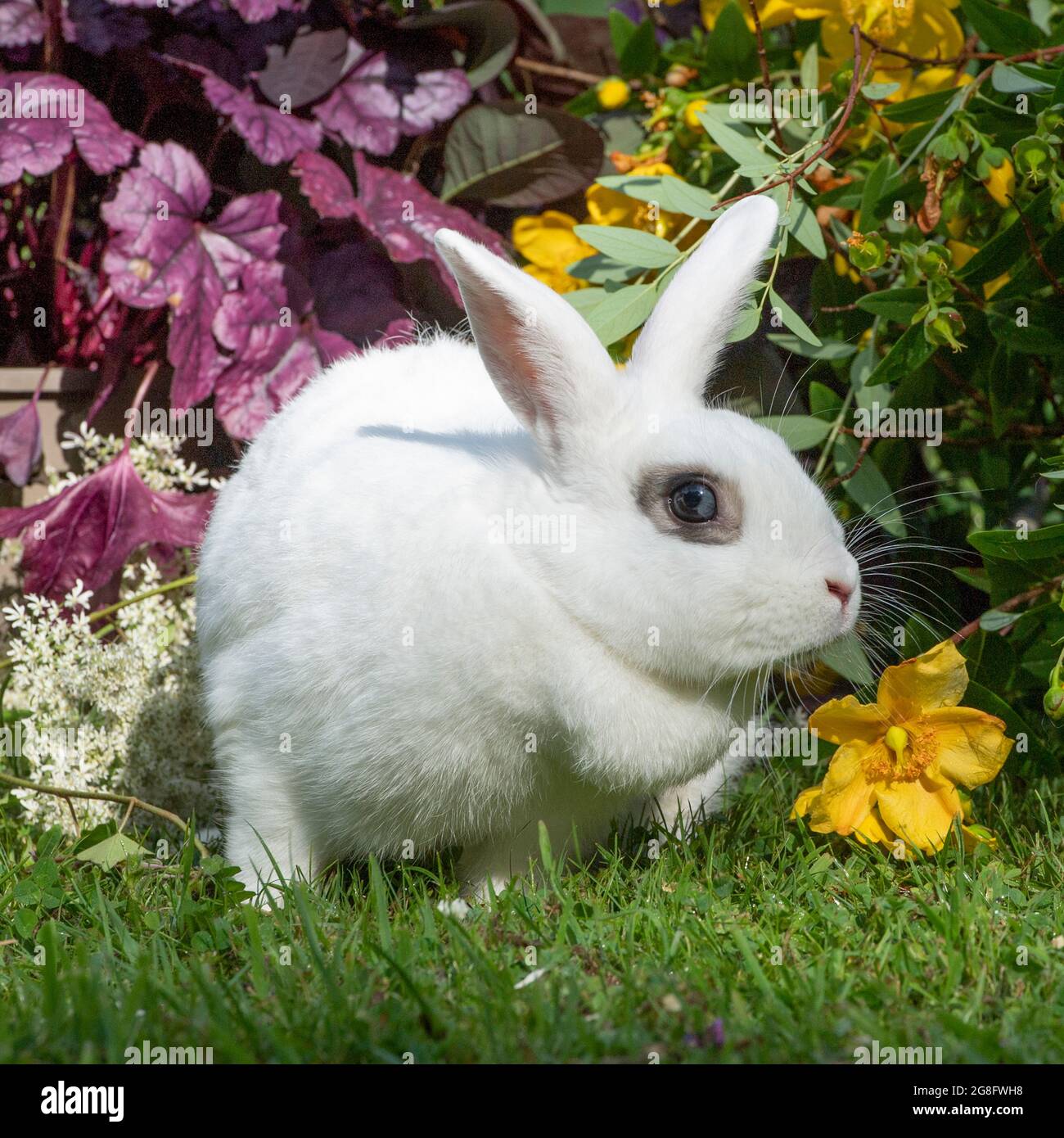 dutch spotted rabbit Stock Photo - Alamy