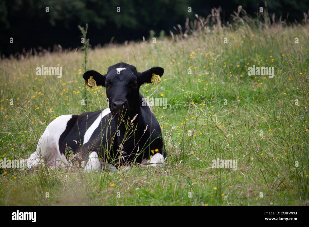 Black and white cow lying in a field Stock Photo - Alamy