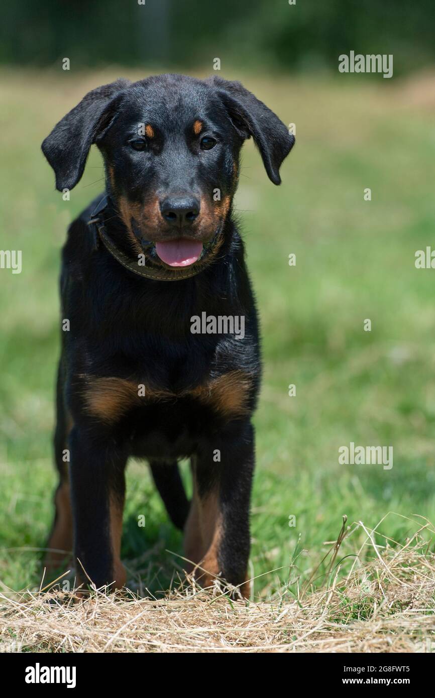 Beauceron High Resolution Stock Photography And Images Alamy