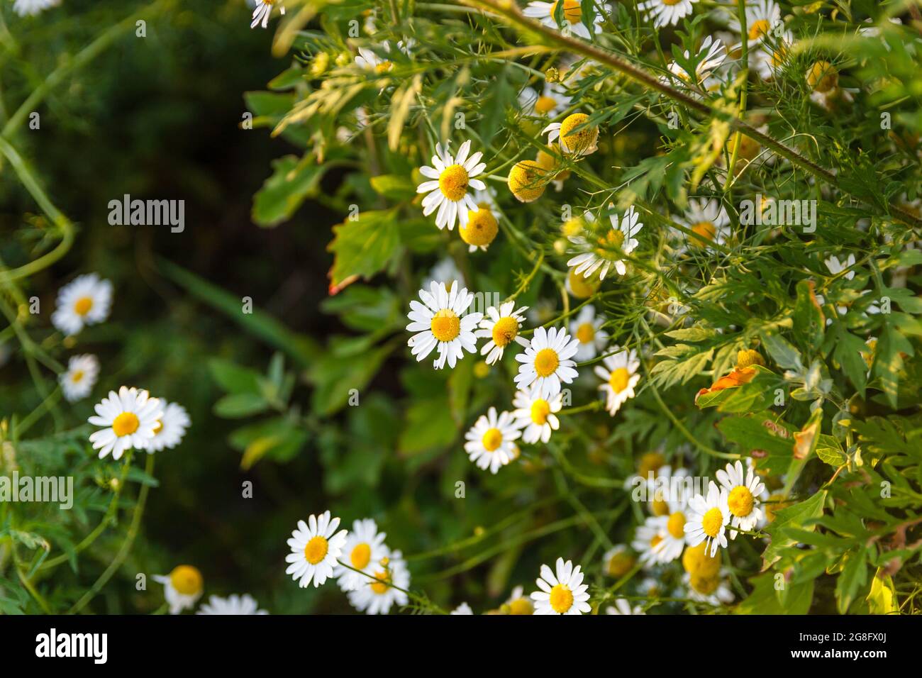 Wild chamomile flowers on a field on a sunny day Stock Photo - Alamy