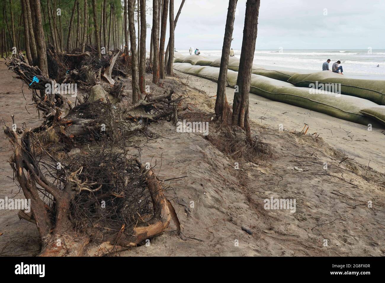 July 16, 2021, Cox's Bazar, Bangladesh: So many tamarisk tree roots are ...