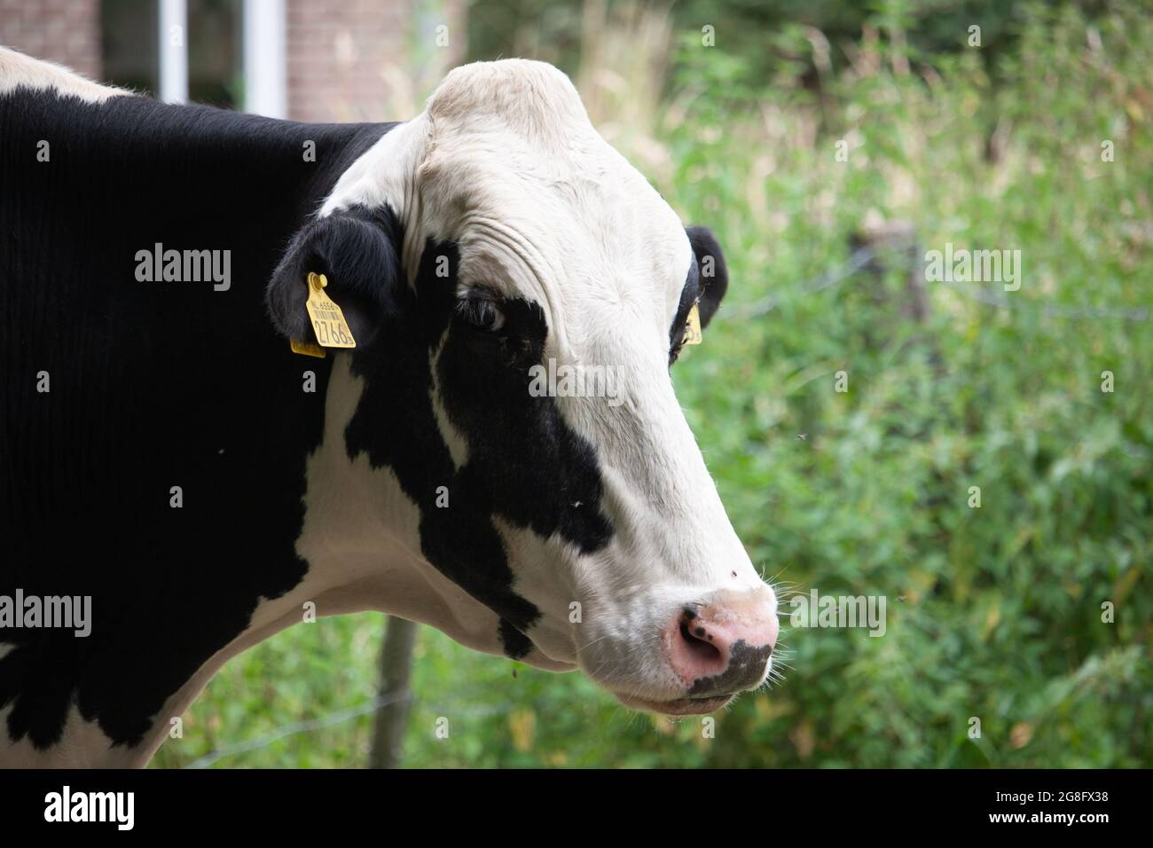 Portrait of a black and white cow in a field Stock Photo - Alamy