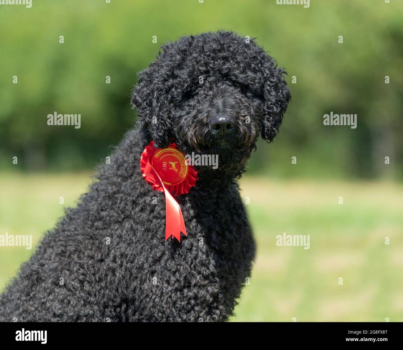 standard poodle with first prize rosette Stock Photo