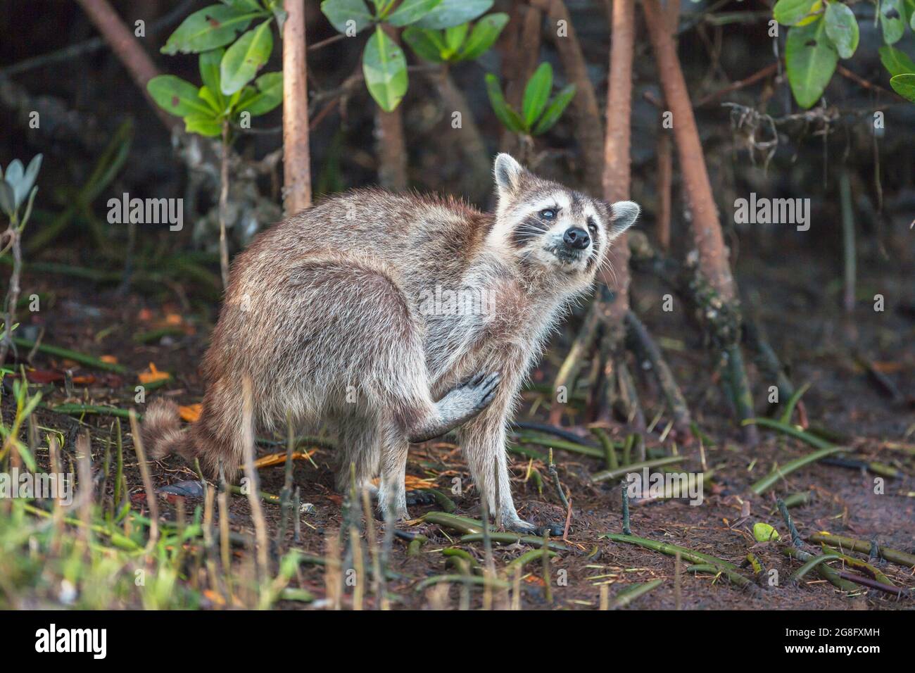 Raccoon (Procyon lotor) scratching himself, Sanibel Island, J.N. Ding Darling National Wildlife Refuge, Florida, USA Stock Photo