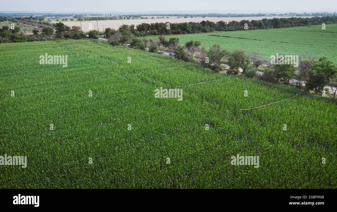 Corn field aerial hi-res stock photography and images - Alamy