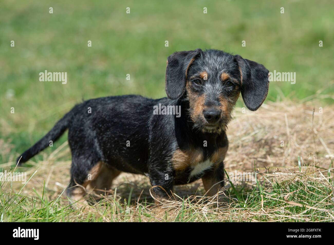Miniature Wirehaired dachshund puppy Stock Photo