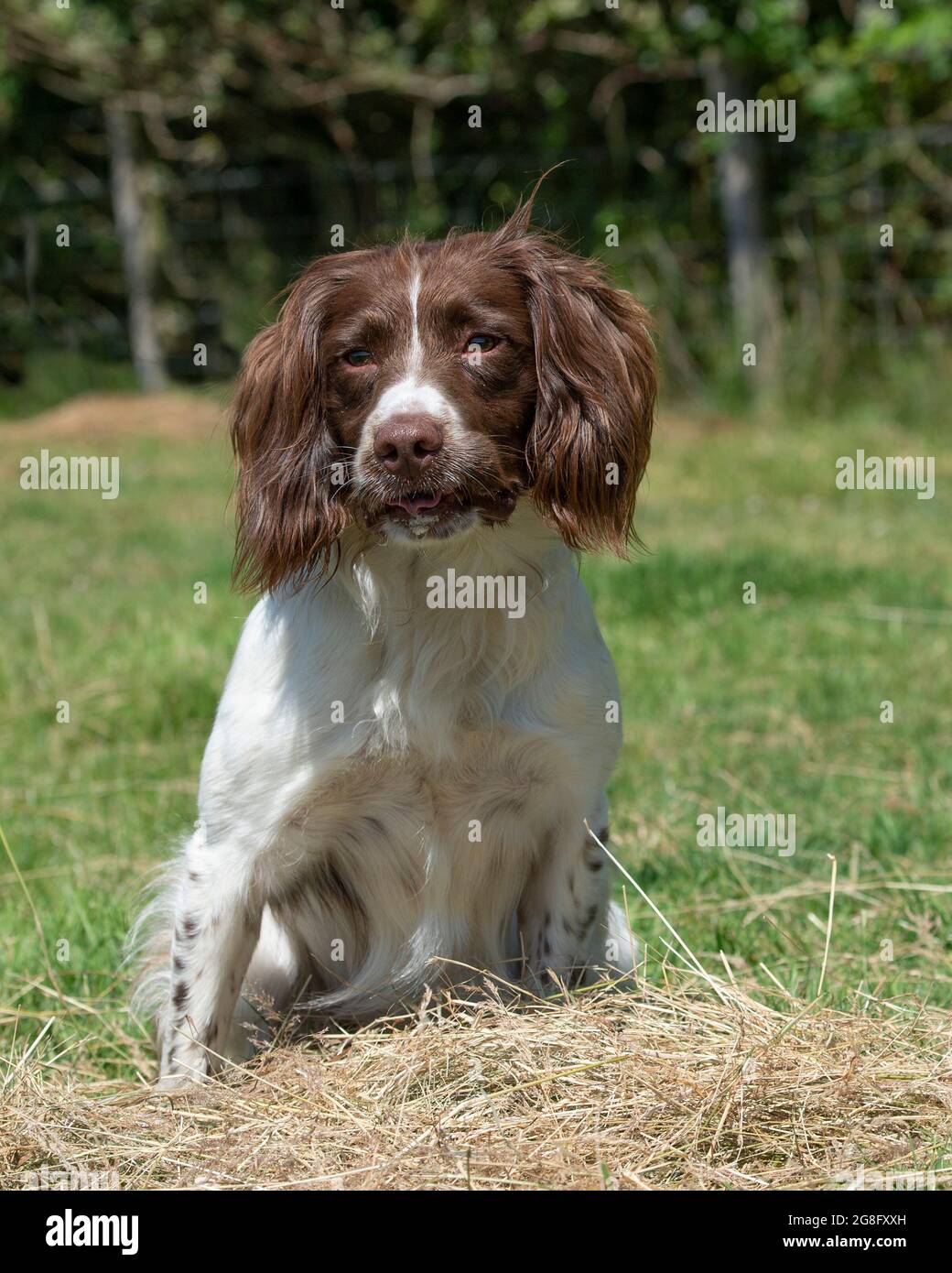 English Springer spaniel Stock Photo