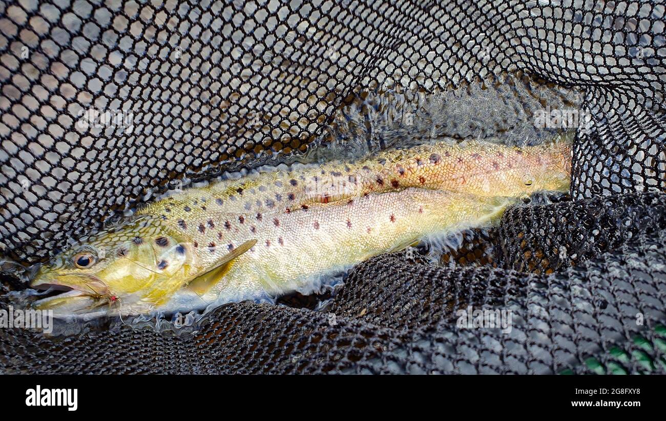 A brown trout in a fishing net and water with a fly in it's mouth Stock Photo