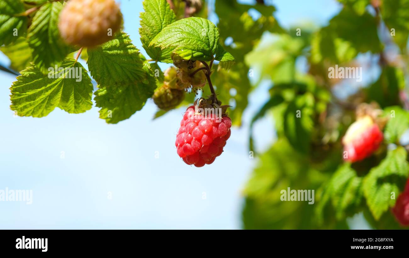 A single red raspberry hanging on a branch in summer Stock Photo