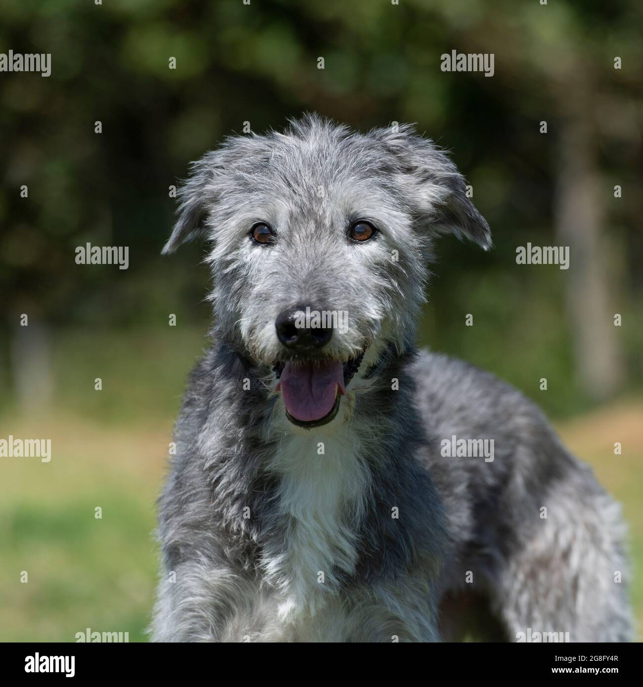 Wheaten lurcher cheap