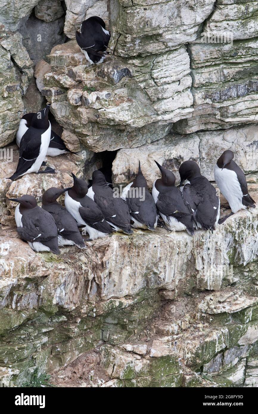 Guillemots And Razorbills _ Razorbill Predators – SDYEM