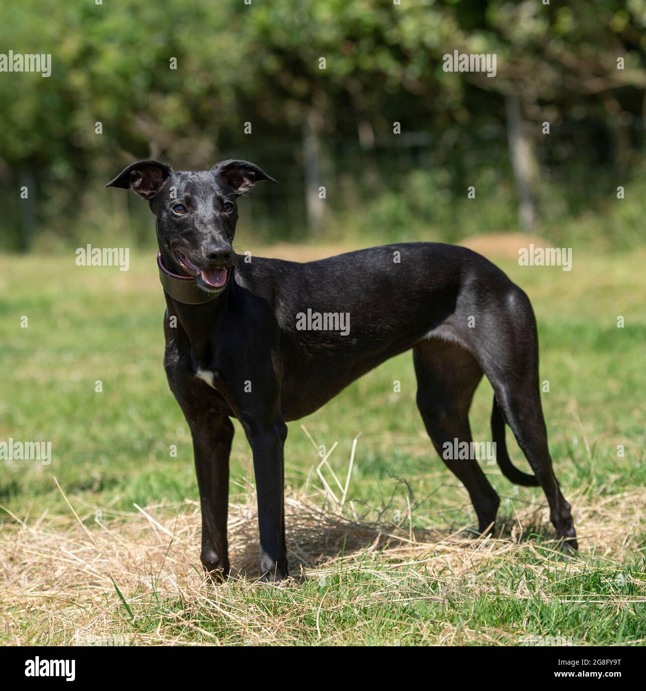 Black whippet hi res stock photography and images Alamy