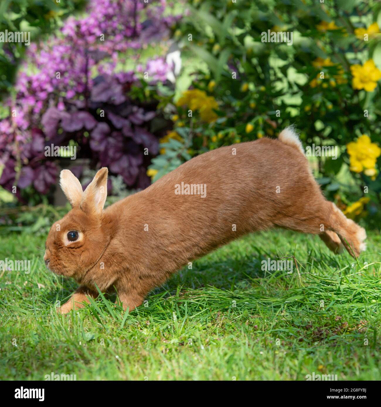 Dutch red rabbit Stock Photo