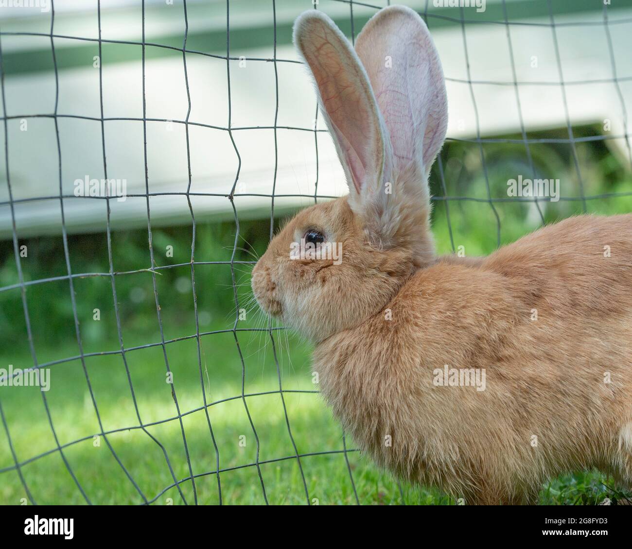 giant belgian rabbit Stock Photo