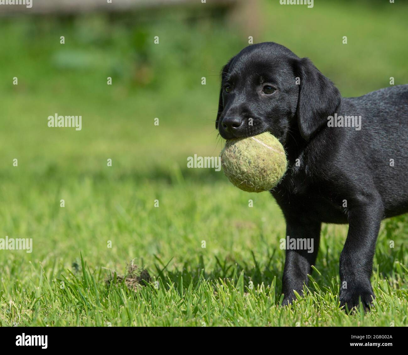 Labrador puppy carrying a tennis ball Stock Photo