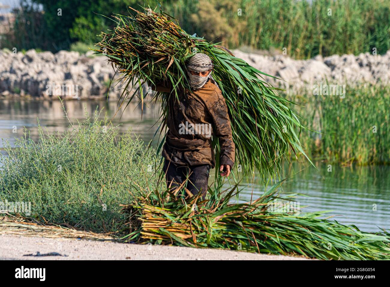 Marsh Arab collecting reeds, Mesopotamian Marshes, The Ahwar of Southern Iraq, UNESCO World Heritage Site, Iraq, Middle East Stock Photo