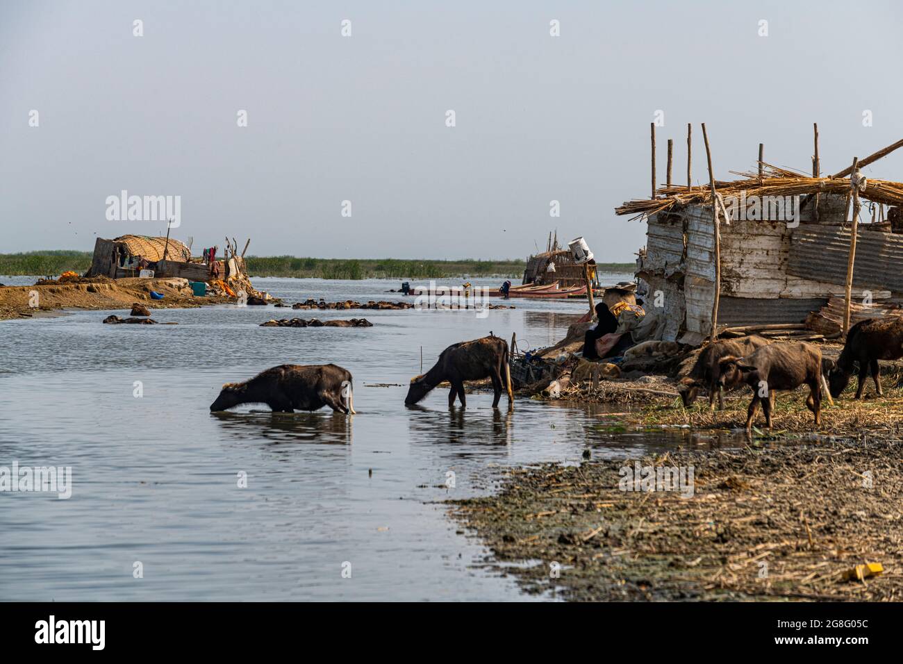 Reed house of Marsh Arabs, Mesopotamian Marshes, The Ahwar of Southern Iraq, UNESCO World Heritage Site, Iraq, Middle East Stock Photo