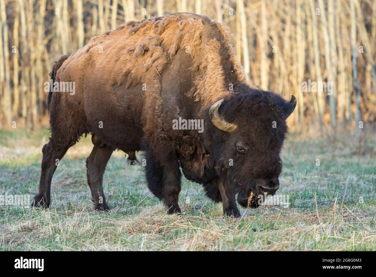 Plains Bison shedding winter fur in Spring, Elk Island National Park, Alberta, Canada, North America Stock Photo