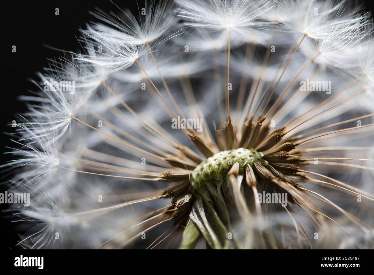 Close up of Dandelion seedhead, United Kingdom, Europe Stock Photo