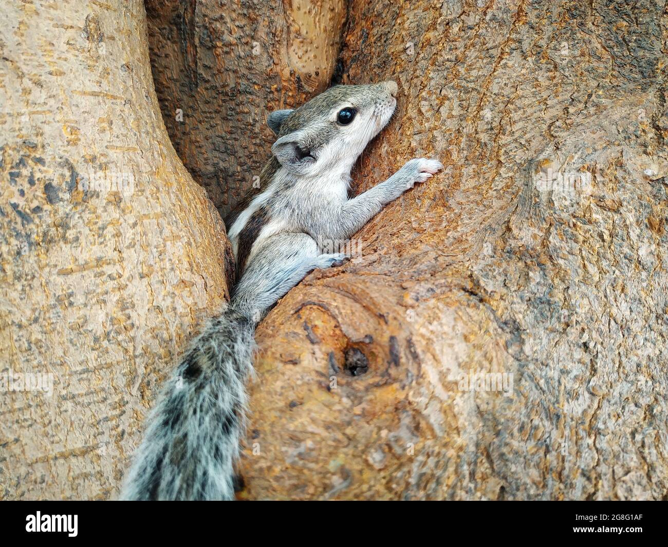 Closeup shot of a small chipmunk on the tree trunk Stock Photo