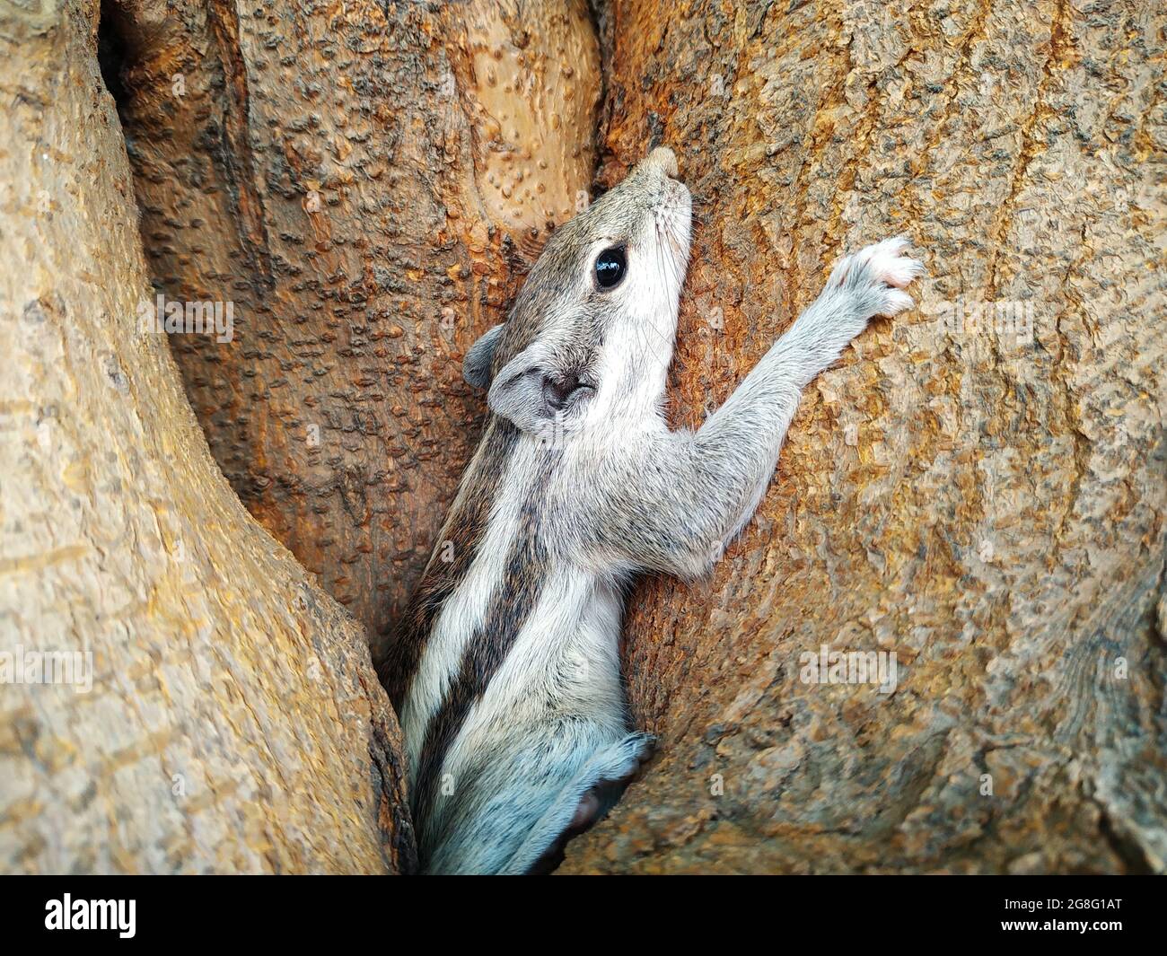 Closeeup shot of a small chipmunk on the tree trunk Stock Photo