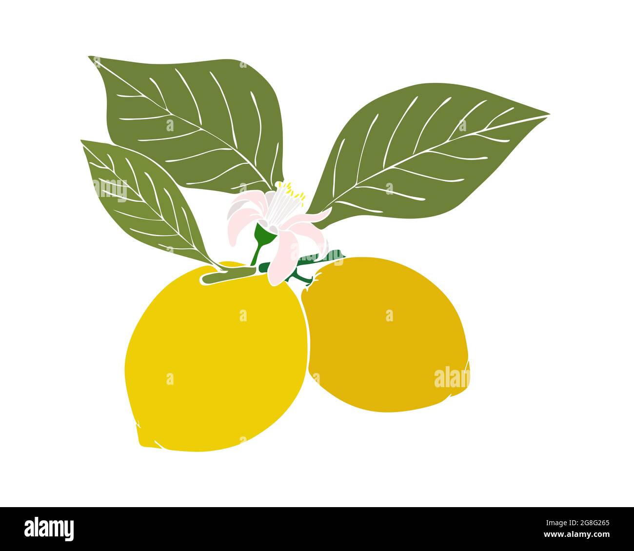 doodle freehand sketch drawing of lemon fruit. 12640606 PNG