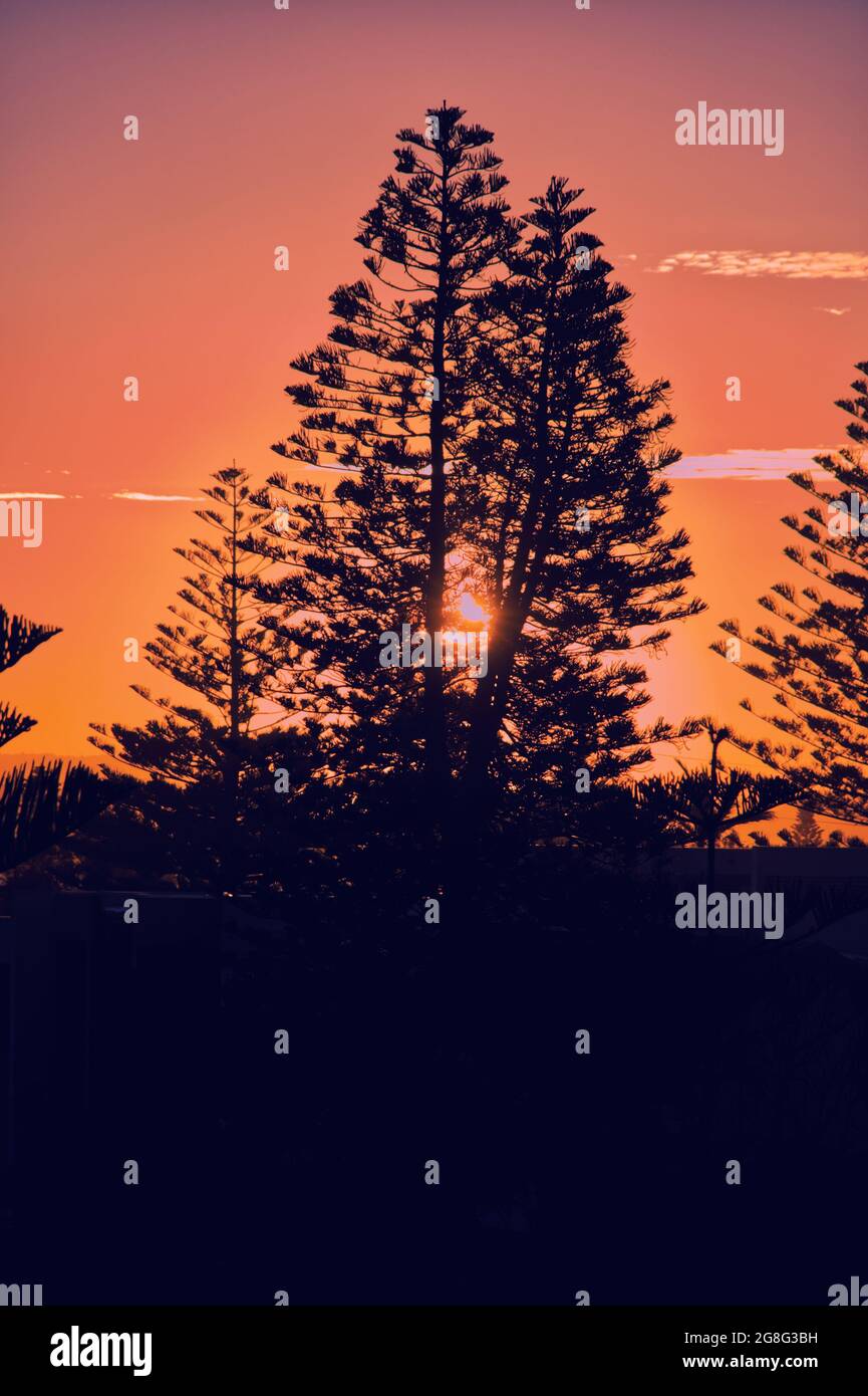 Vertical shot of the sun shining through a tall tree captured at sunset ...