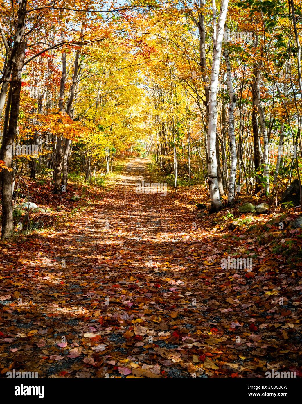 leaves covered hiking trail in the woods Stock Photo - Alamy