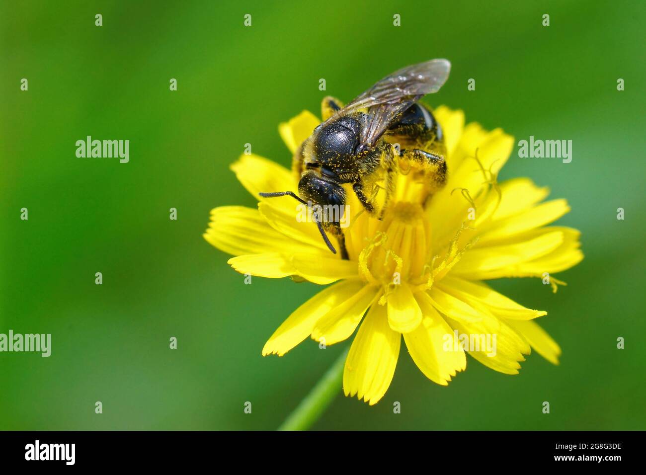 Bull-headed furow bee collecting pollen from the yellow flower of hypochaeris radicata Stock Photo