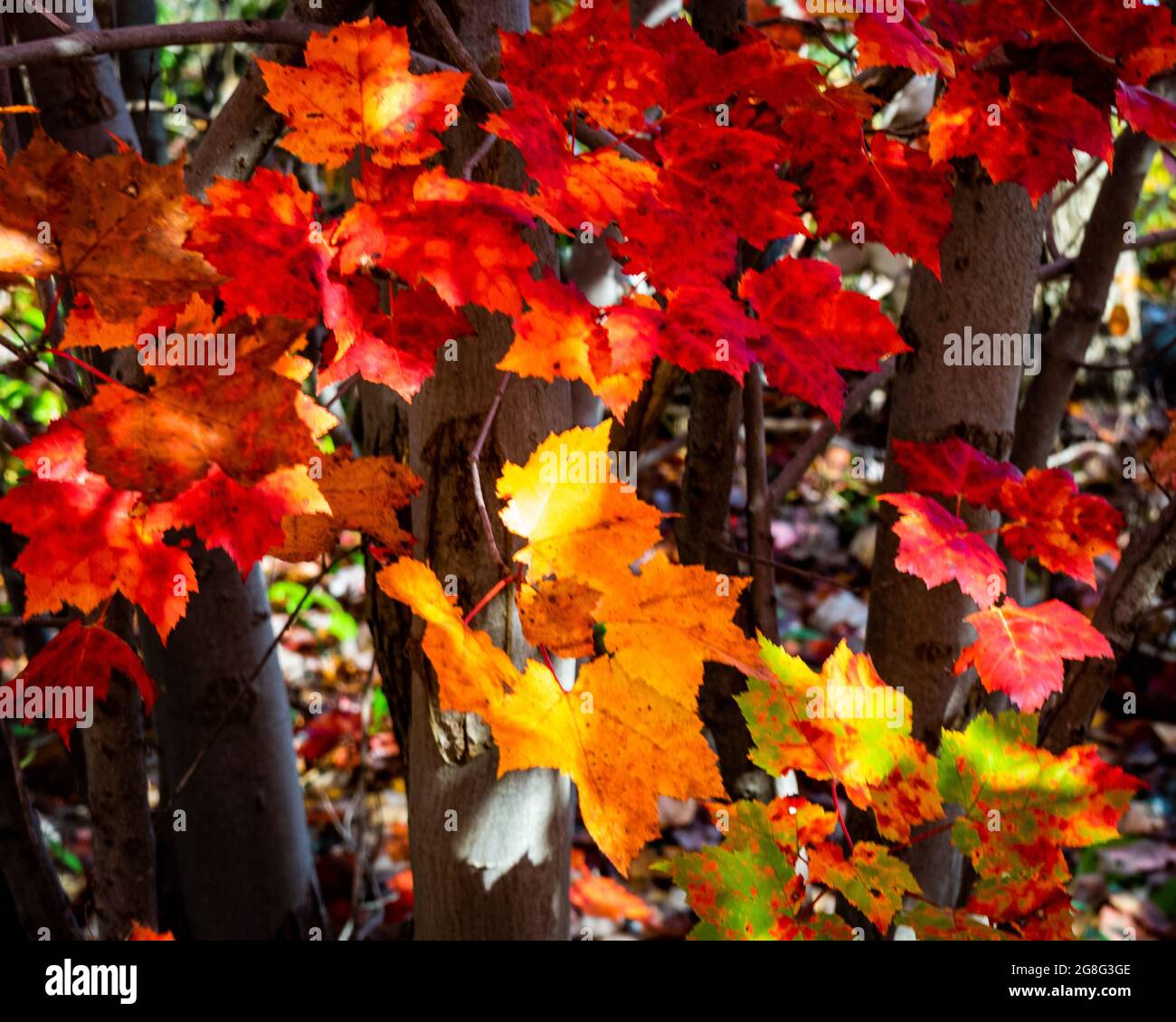 Canada autumn trees nova scotia maple hi-res stock photography and ...
